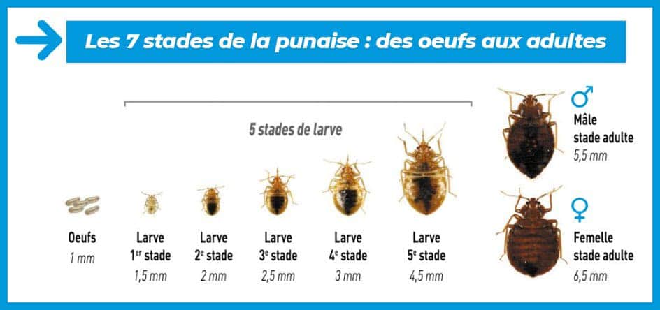 Les 7 stades de la punaise : des oeufs aux adultes