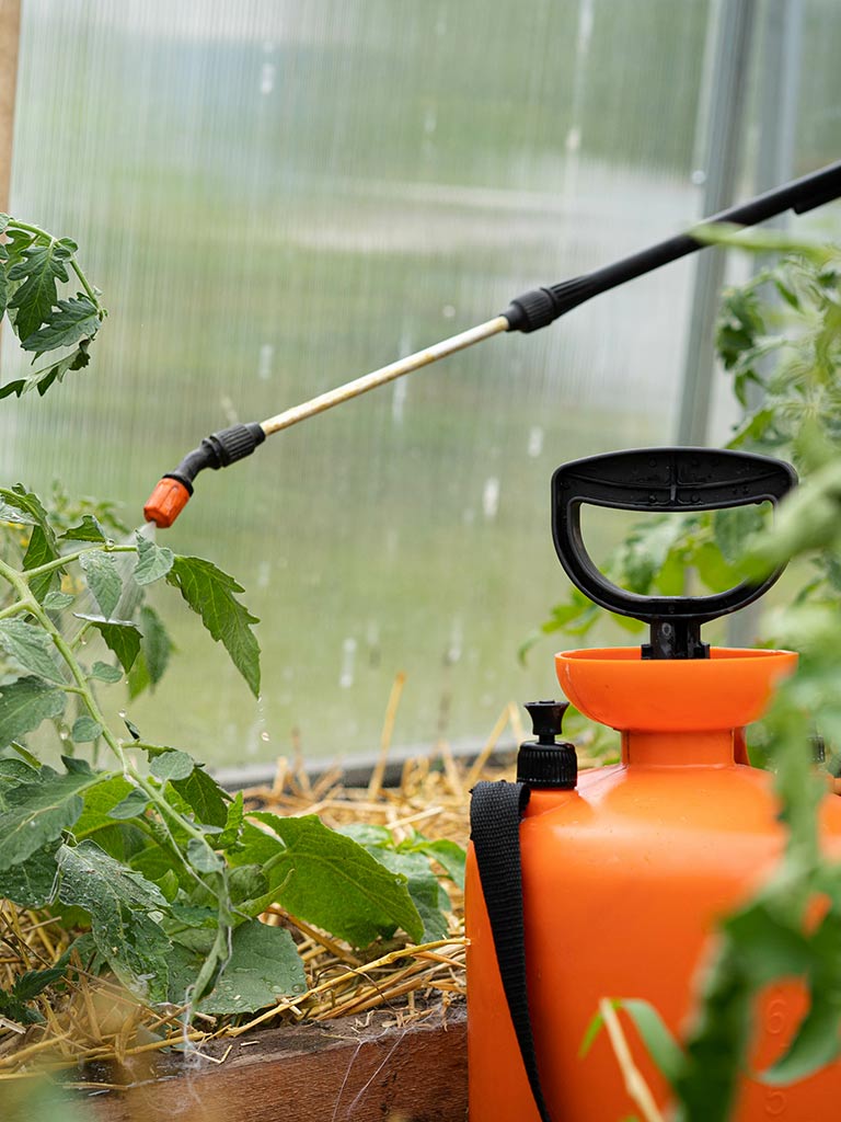 Acide borique en spray sur une infestation de fourmis
