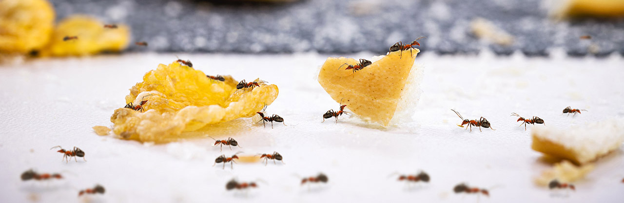 Fourmis qui vole de la nouriture dans une maison.