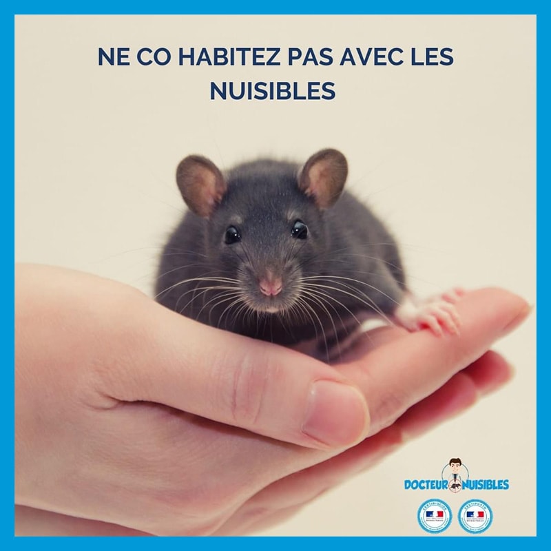 Ne Co habitez par avec les nuisibles ?