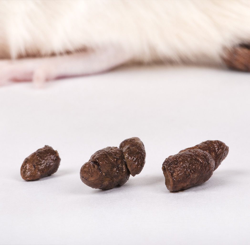 Crottes de rat