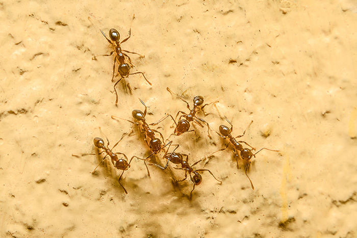 fourmis d'argentine (Linepithema humile).