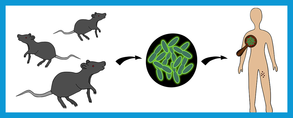 Quelles sont les maladies transmissibles par les crottes de rat ?
