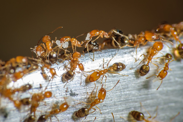 fourmis pharaon (Monomorium pharaonis).