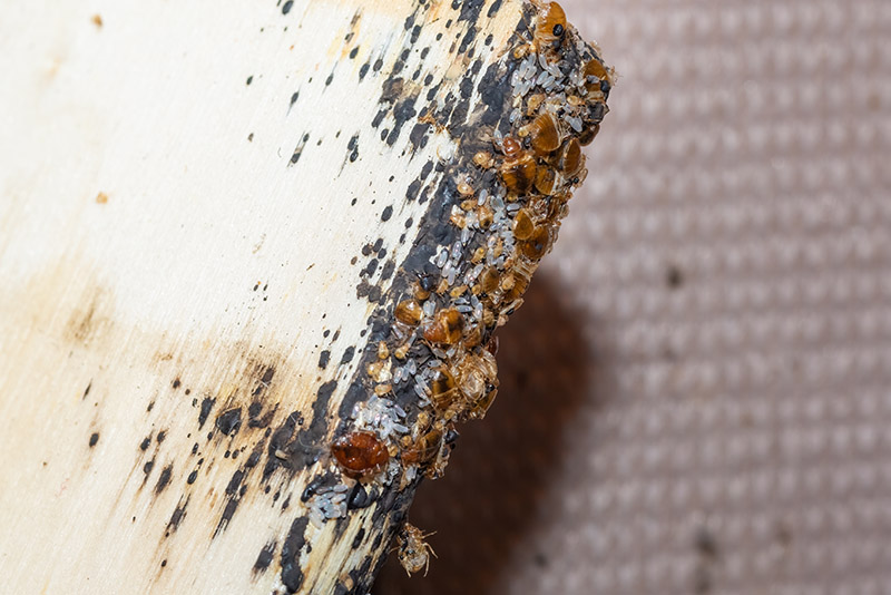 Oeufs de puces de lit sur une ardoise en bois