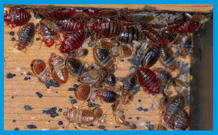 Découvrez ou se cache les oeufs de punaises de lit. 