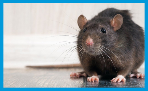 Les pièges à rats