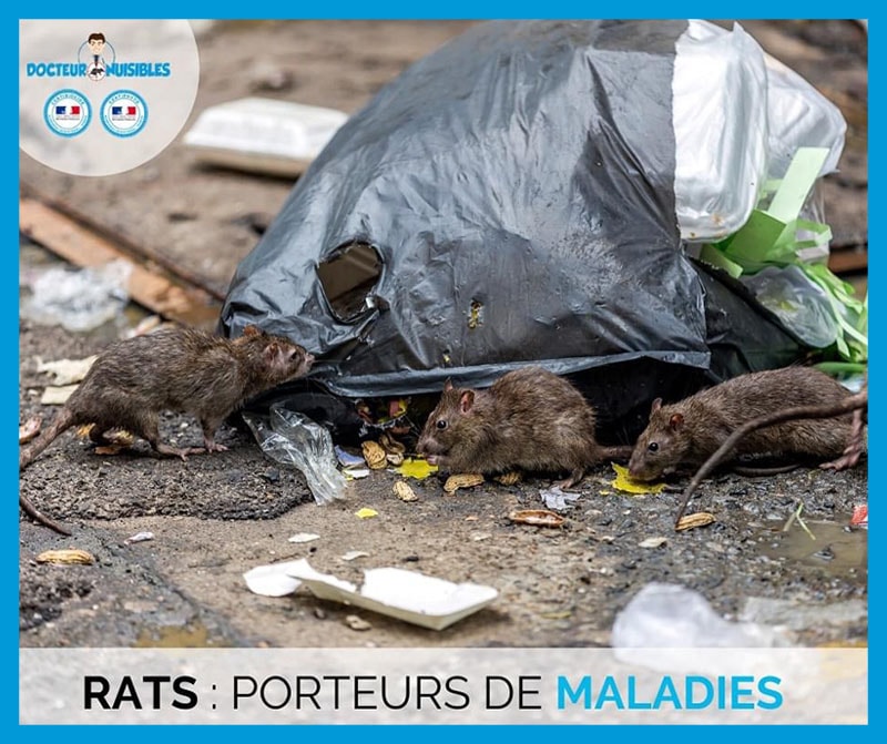 Rats : Porteurs de maladies ?