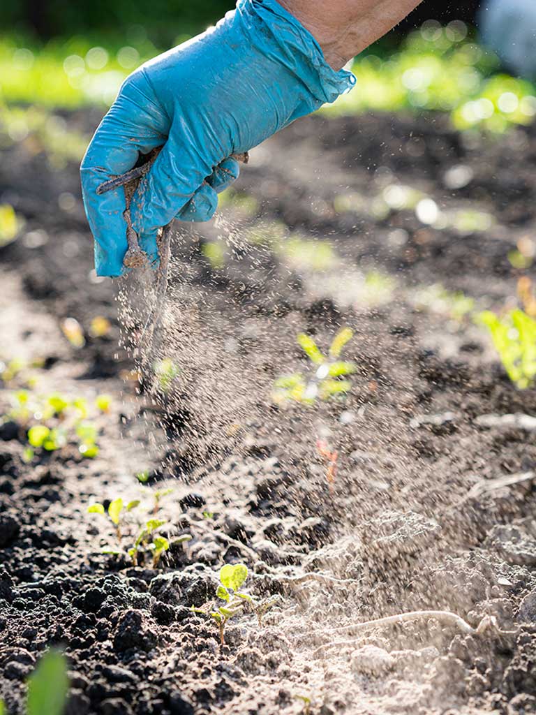 Application de poudre anti-fourmis à base de fourmicide