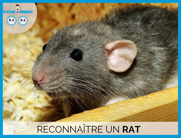 Comment reconnaître un rat ?
