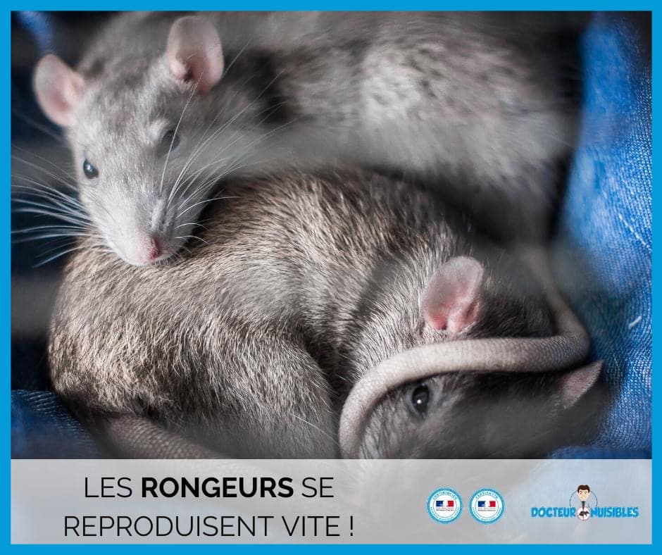 Les rongeurs se reproduisent vite