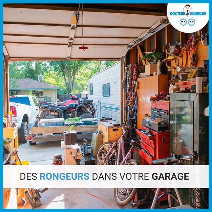 Dératiser votre garage en région parisienne