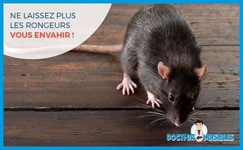Ne laissez plus les rongeurs vous envahir.