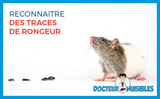 Reconnaître des traces de rongeurs